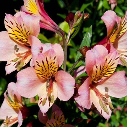 Lirio-de-los-incas-Astromelia