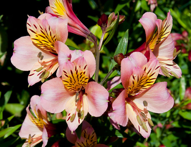 Lirio-de-los-incas-Astromelia