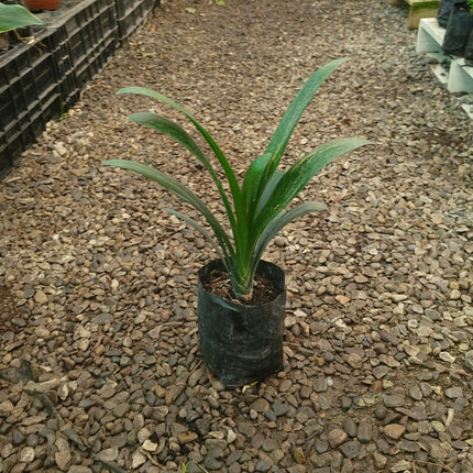 Lirio-de-monte-Clivia