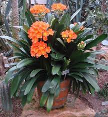 Lirio-de-monte-Clivia