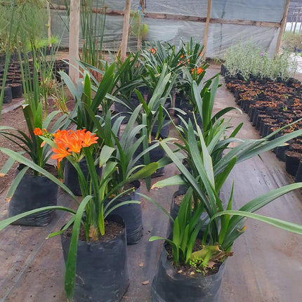 Hemerocallis Lirios de San Juan en floración naranja vibrante