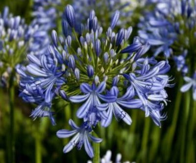 Lirio africano (Agapanthus) | Vegago Chile