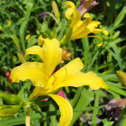 Lirios de San Juan (Hemerocallis) | Vegago Chile