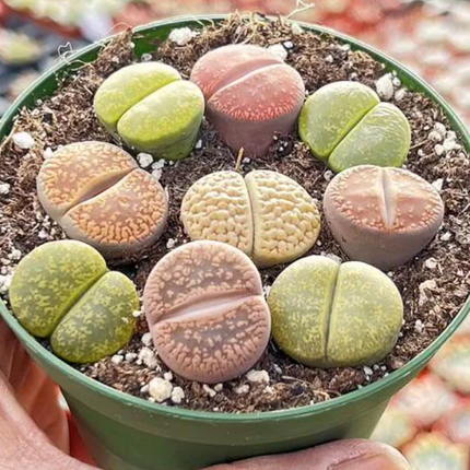 Lithops-Vegago-Chile-Success