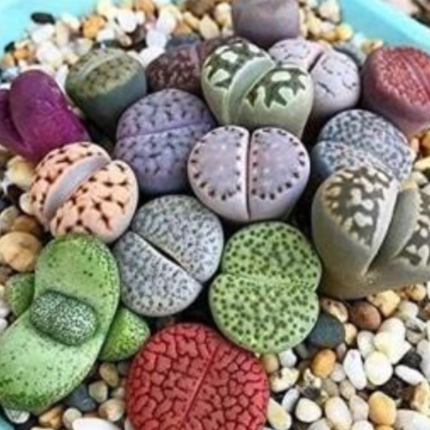Lithops suculenta que imita piedras naturales de colección