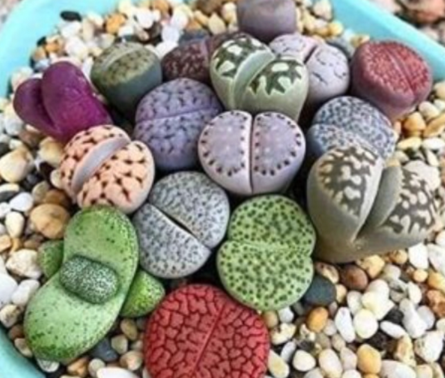 Lithops suculenta que imita piedras naturales de colección