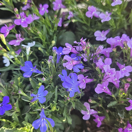 Lobelia