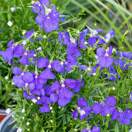 Lobelia