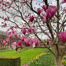 Magnolio-Chino