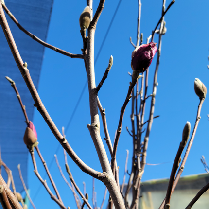 Árbol Maitén nativo chileno de follaje verde claro perenne