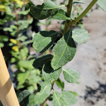 Árbol Maitén en formato pie alto con ramas péndulas finas