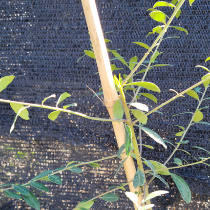 Planta Cinta o Malamadre con hojas lineares verdes y blancas