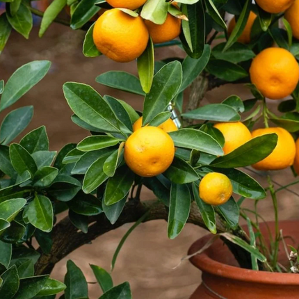 Mandarino enano cultivado en maceta ideal para balcones