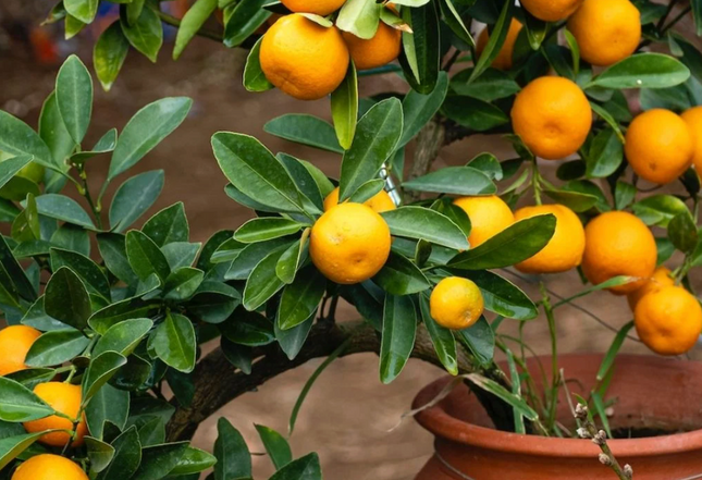 Mandarino enano cultivado en maceta ideal para balcones