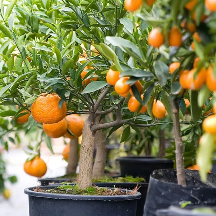 Mandarina en Maceta cítrico frutal maceta jardín