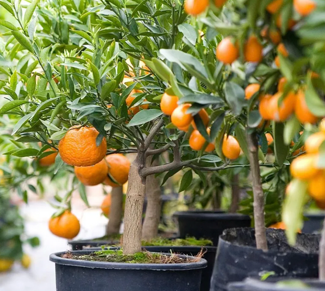 Mandarina en Maceta cítrico frutal maceta jardín