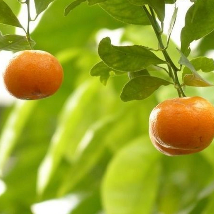 Árbol de Mandarina listo para plantar en suelo directo