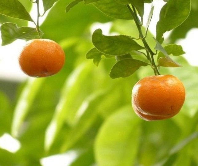 Árbol de Mandarina listo para plantar en suelo directo