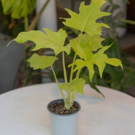Philodendron Warszewiczii de hojas grandes tipo encaje tropical