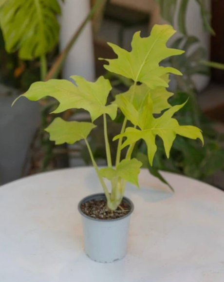 Philodendron Warszewiczii de hojas grandes tipo encaje tropical