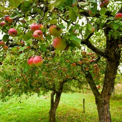Manzano árbol frutal flores blancas primavera