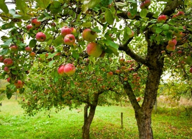 Manzano árbol frutal flores blancas primavera