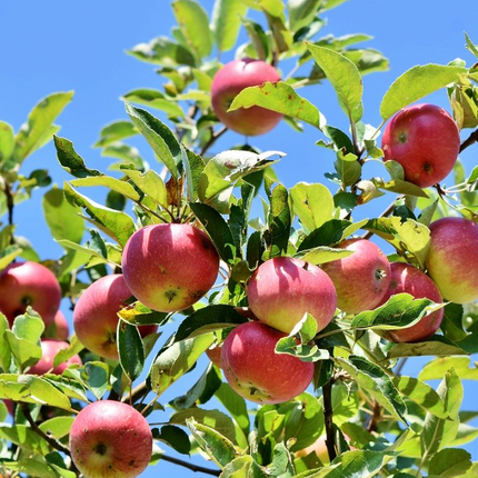 Árbol frutal de Manzano para huertos familiares al sol