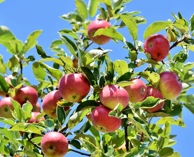 Árbol frutal de Manzano para huertos familiares al sol