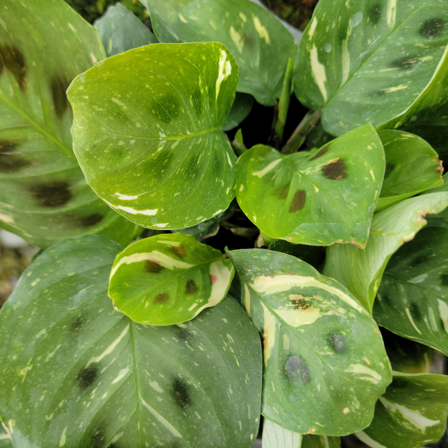 Maranta Kerchoveana Maranta leuconeura, hojas con manchas características