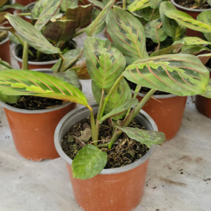 Planta de oración Maranta Leuconeura de hojas vibrantes