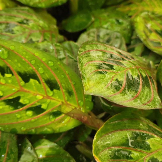 Maranta De Oración (Maranta Leuconeura);  Pequeña (M13)  | Gardekin Chile