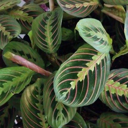 Maranta De Oración (Maranta Leuconeura);  Pequeña (M13)  | Gardekin Chile