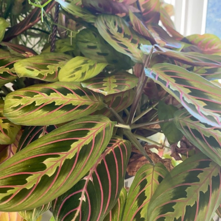 Maranta De Oración (Maranta Leuconeura);  Pequeña (M13)  | Gardekin Chile