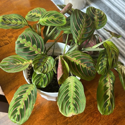 Maranta De Oración (Maranta Leuconeura);  Pequeña (M13)  | Gardekin Chile