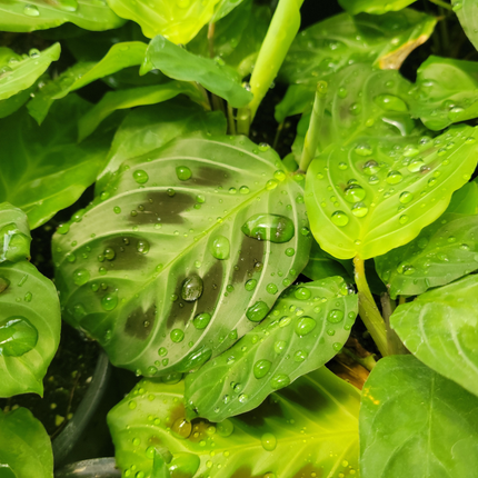 Maranta Bigotes de Gato Maranta leuconeura, hojas con patrones únicos