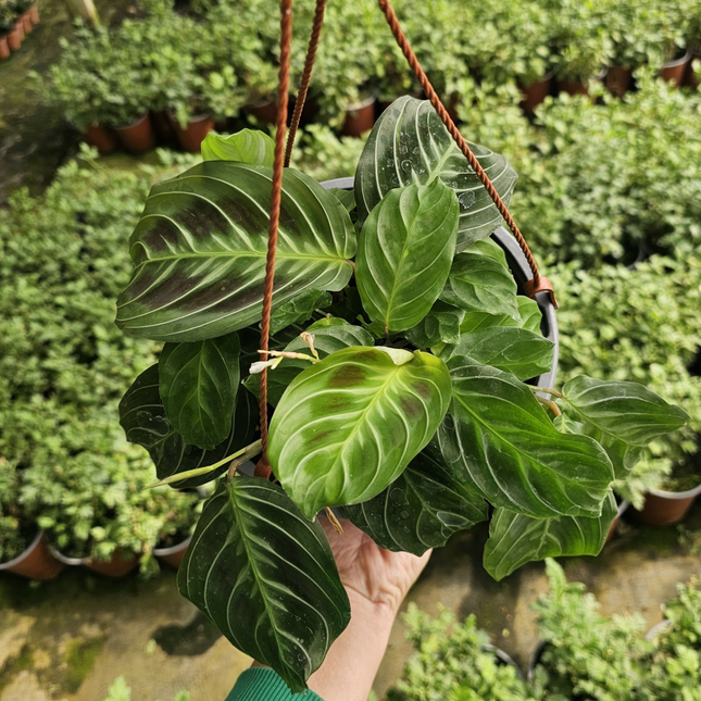 Maranta Bigotes de Gato Maranta leuconeura, detalle de follaje