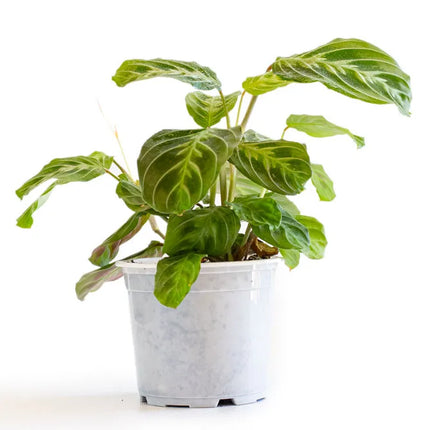 Maranta Kerchoveana Variegata con manchas blancas y verdes