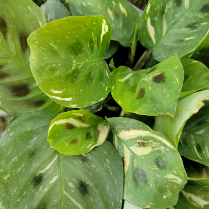 Margarita amarilla Paquerette de floración densa y brillante