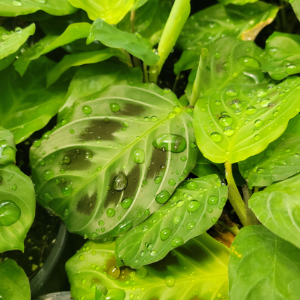 Margarita Amarilla (Paquerette) | Vegago Chile