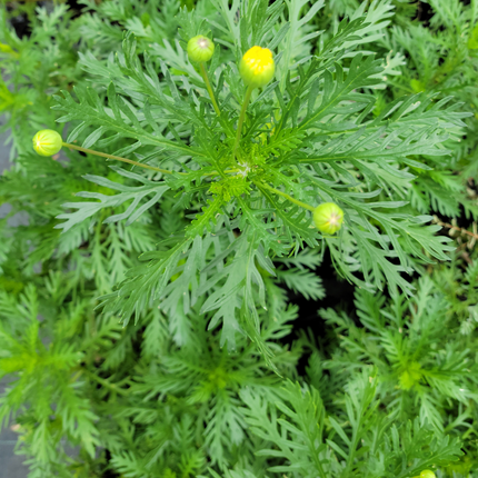 Margarita Amarilla (Paquerette) | Vegago Chile