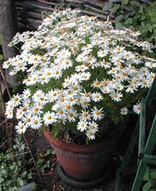 Margarita leñosa (Argyranthemum) | Vegago Chile