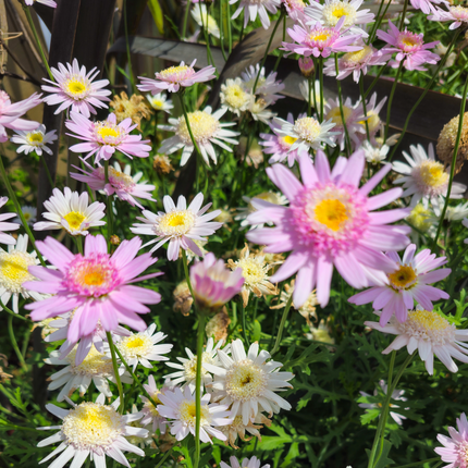 Margarita leñosa en flor blanca con centro amarillo para sol