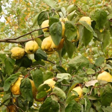 Membrillo árbol frutal flores rosadas primavera