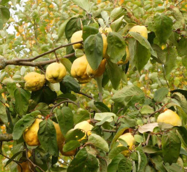 Membrillo árbol frutal flores rosadas primavera