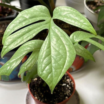 Amydrium Silver con hojas lanceoladas de tono plateado metálico