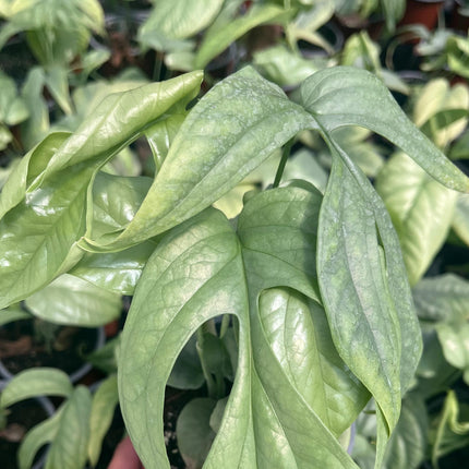 Monstera-deliciosa-Amydrium-silver