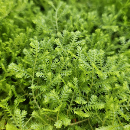 Selaginella Musgo Trepador de follaje denso y verde esmeralda