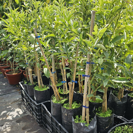 Naranjo-enano-Kumquat