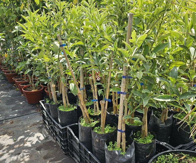 Naranjo-enano-Kumquat