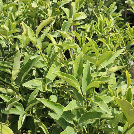 Árbol de Kumquat con pequeños frutos naranjas cítricos comestibles